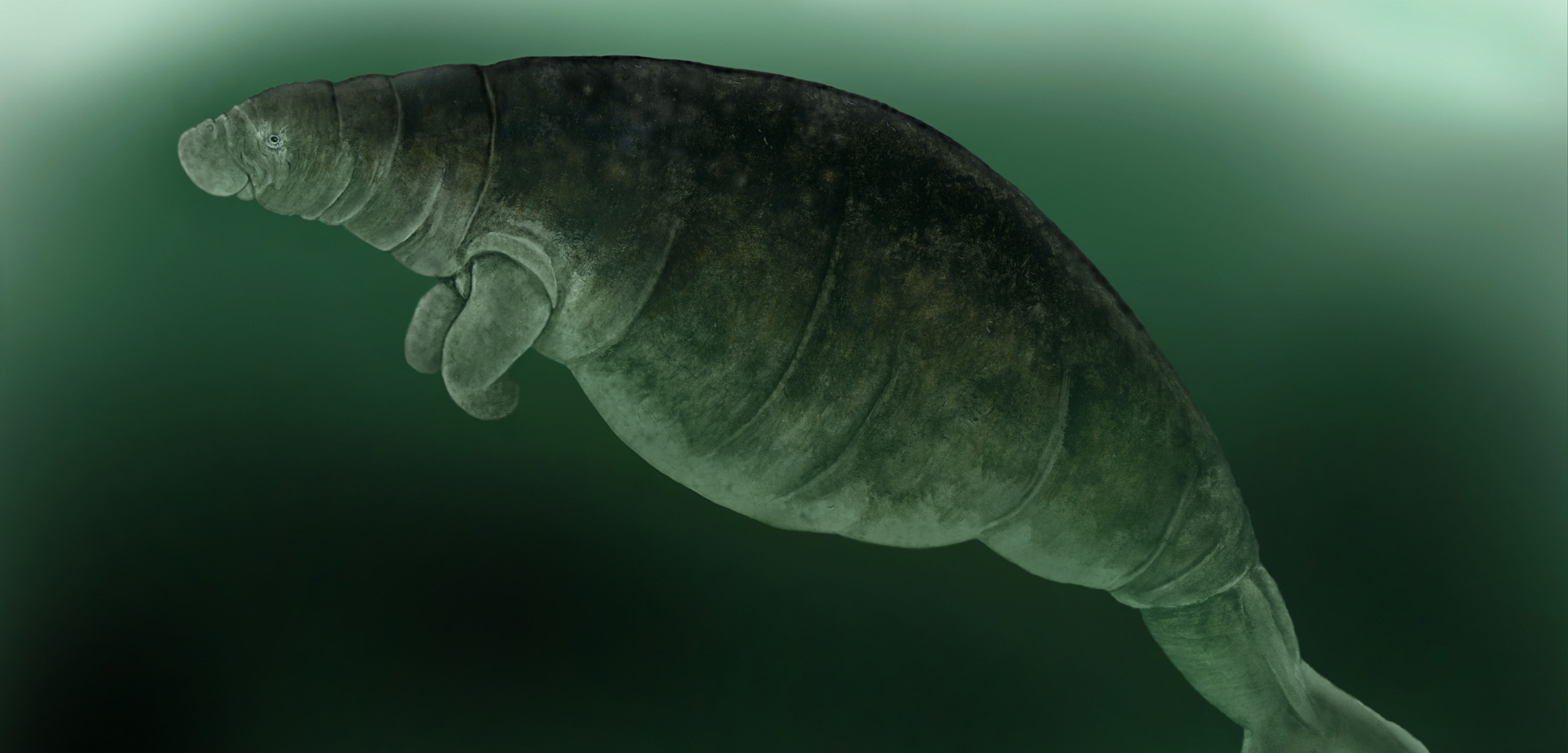 illustration of a Steller's sea cow