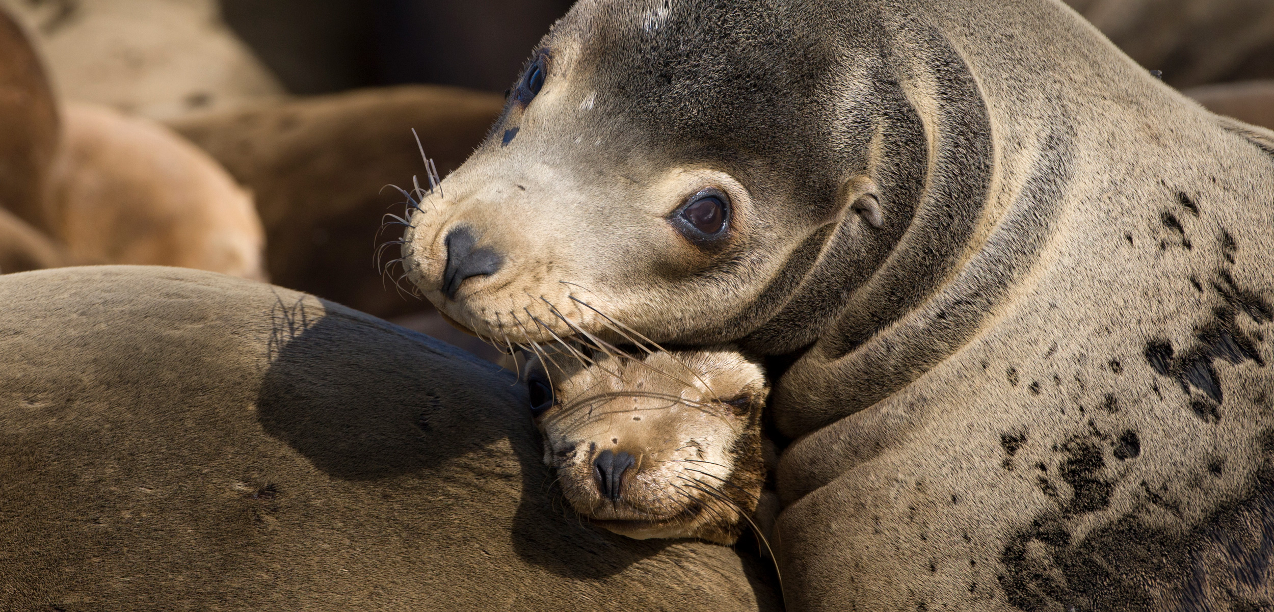 Three years of abnormally warm water in the North Pacific had a huge effect on sea lions and other species. Photo by Suzi Eszterhas/Minden Pictures