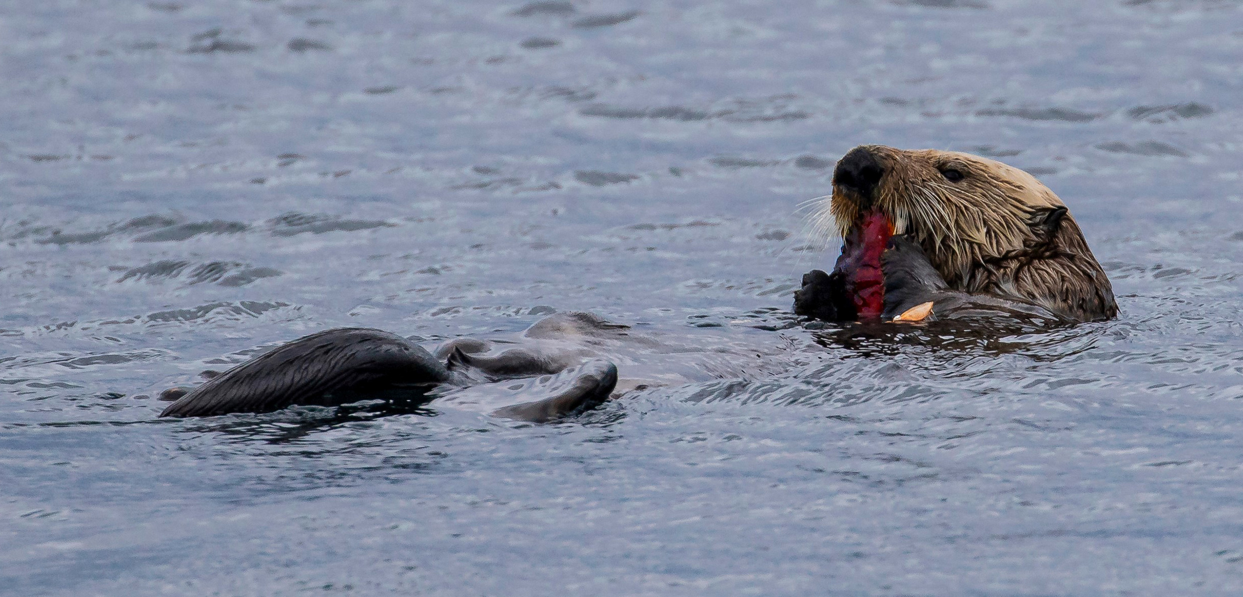 Sea otter floating in water eating a crab