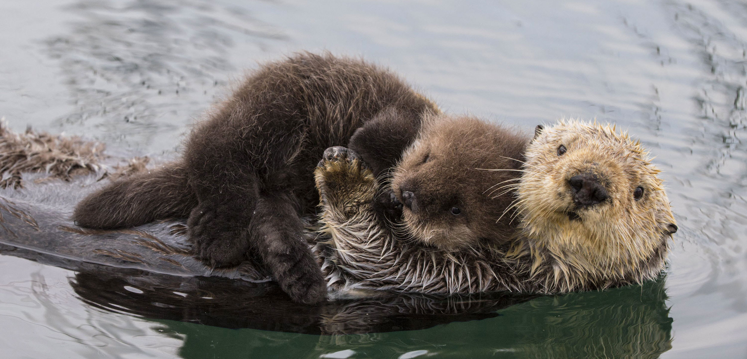 sea otter and pup