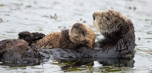 Otter Bones Provide a Clue to an Enduring Conservation Mystery | Hakai ...