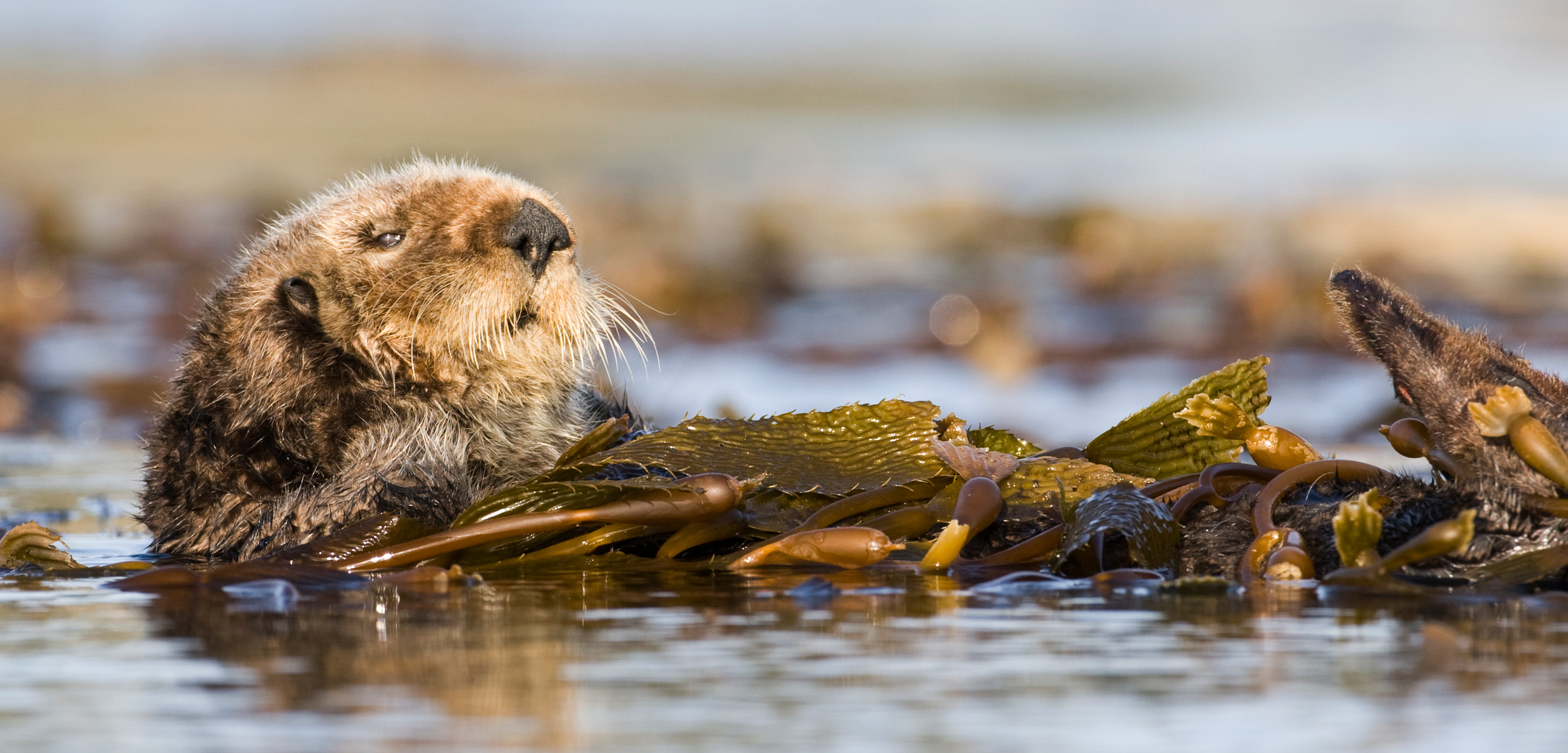 A sea otter floats amount kelp in California