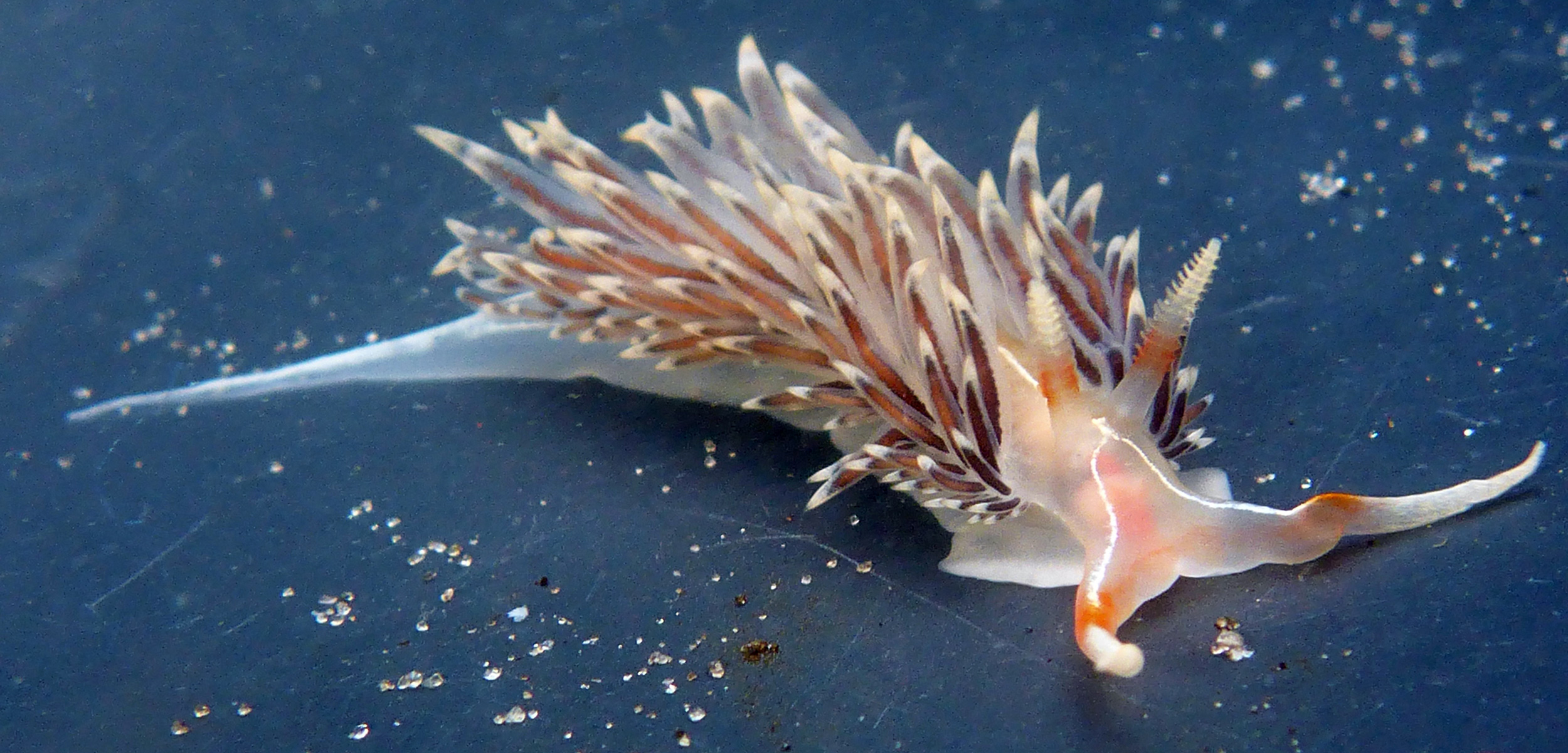 Phidiana lynceus sea slug