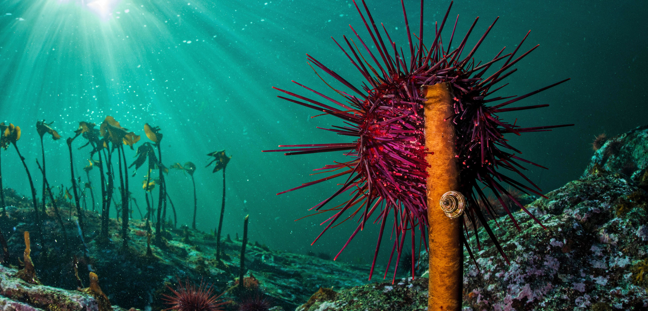 a red urchin on kelp
