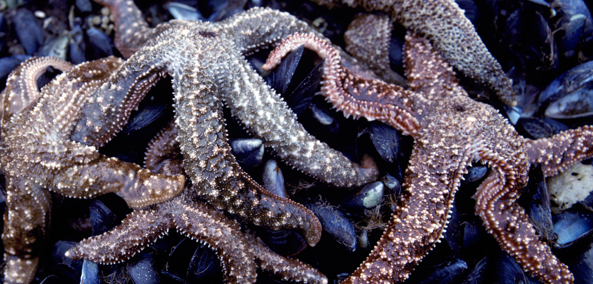 Mottled sea stars (Evasterias troschelii)