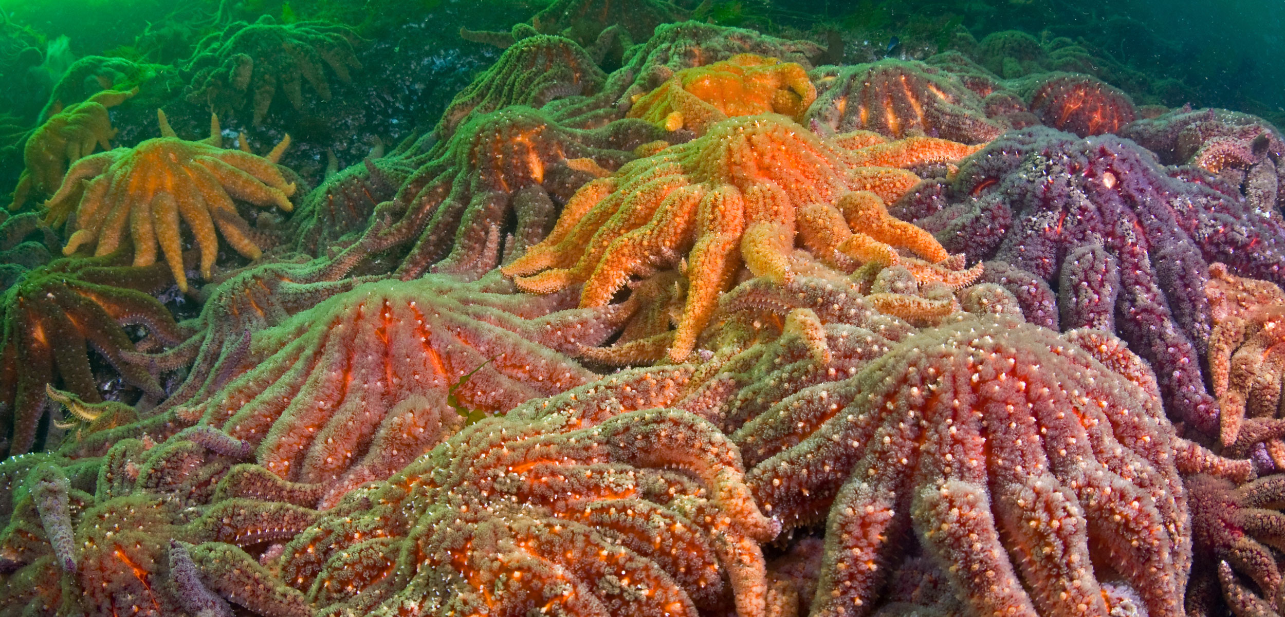 Large group of Sunflower sea stars (Asterias, Pycnopodia helianthoides)