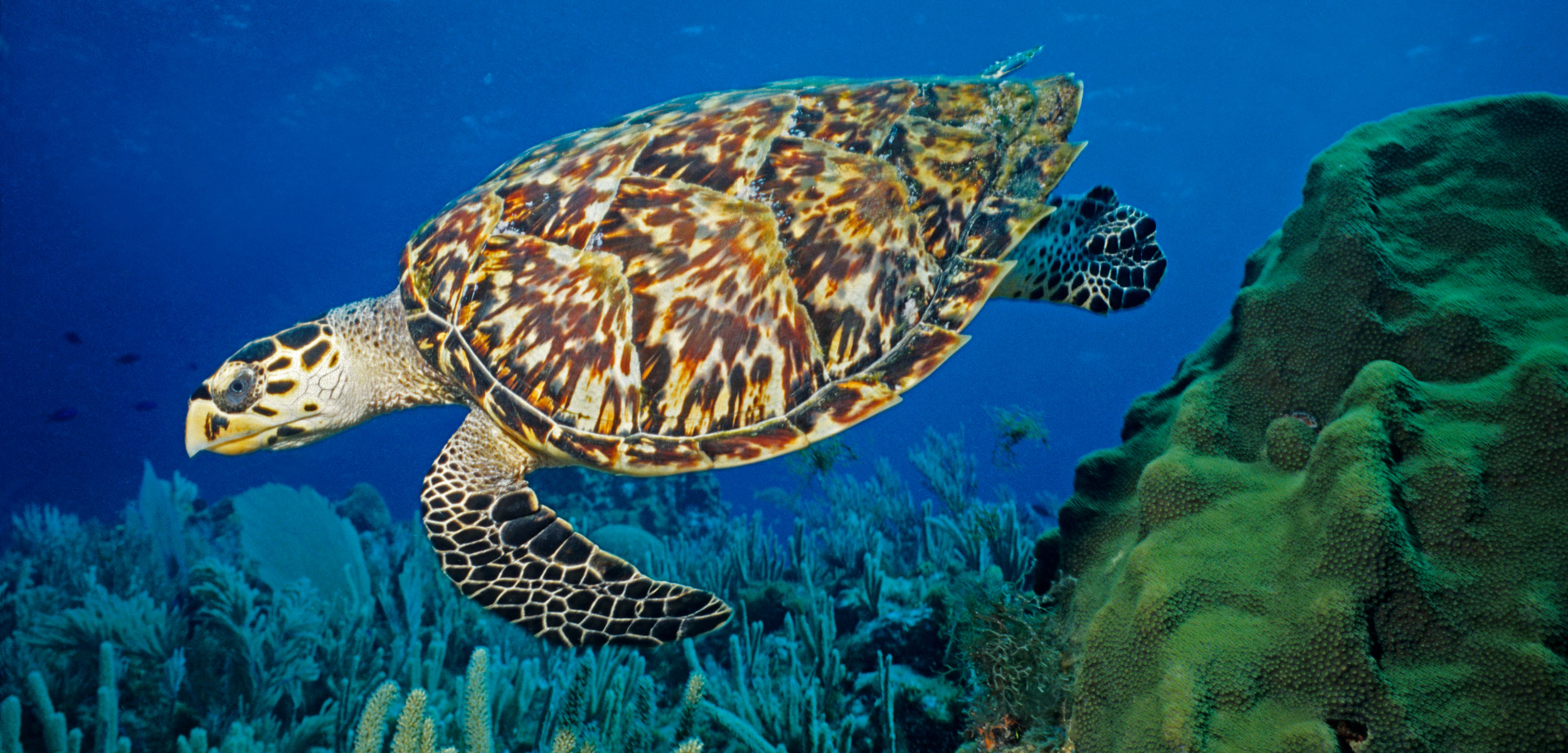 hawksbill turtle underwater