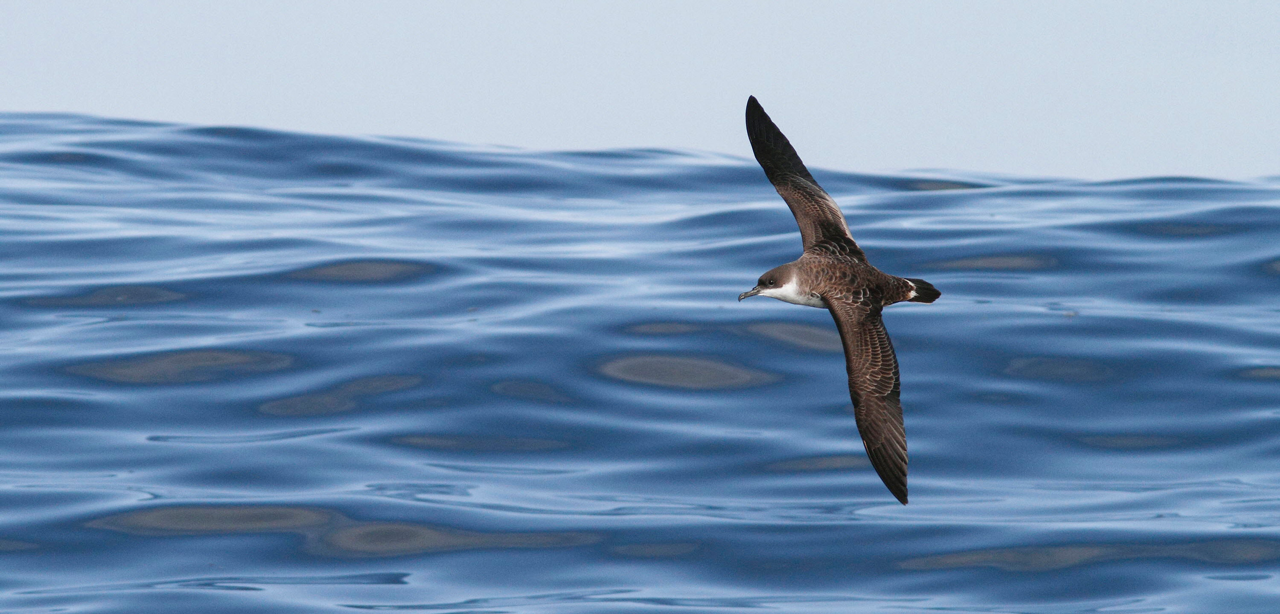 Great Shearwater (Puffinus gravis) flying over water