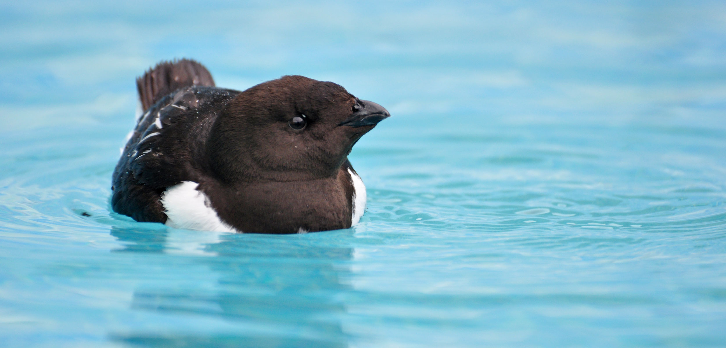 a little auk floating on a swimming pool