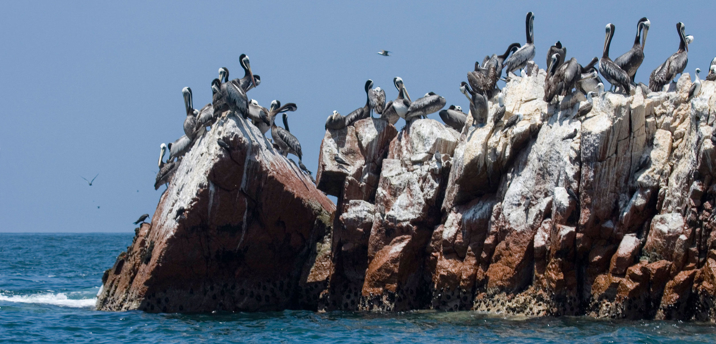 Pelicans sitting on the rocks on the Palomino Islands, just off the coast of Lima, Peru