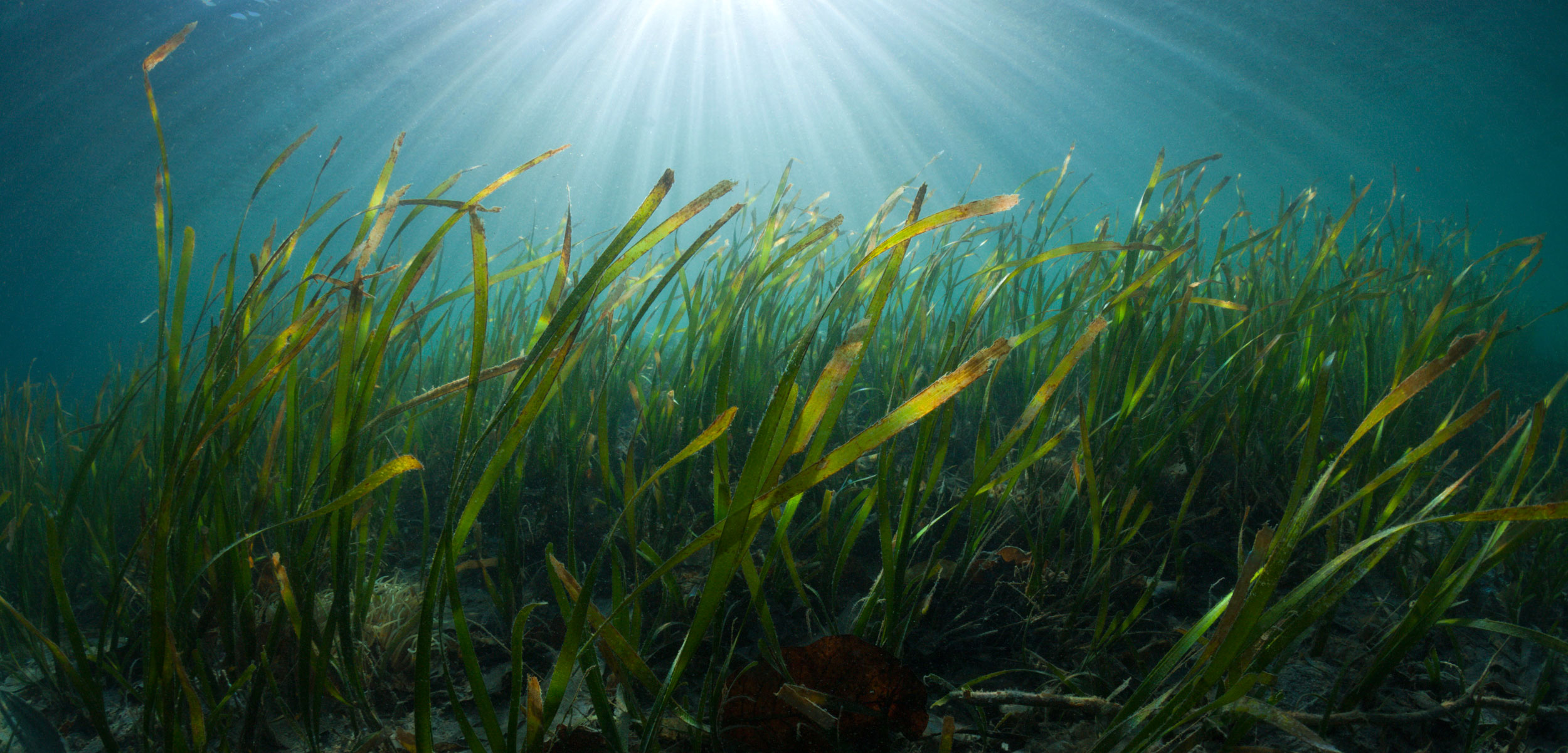Seagrass Meadows, Cenderawasih Bay, West Papua, Indonesia