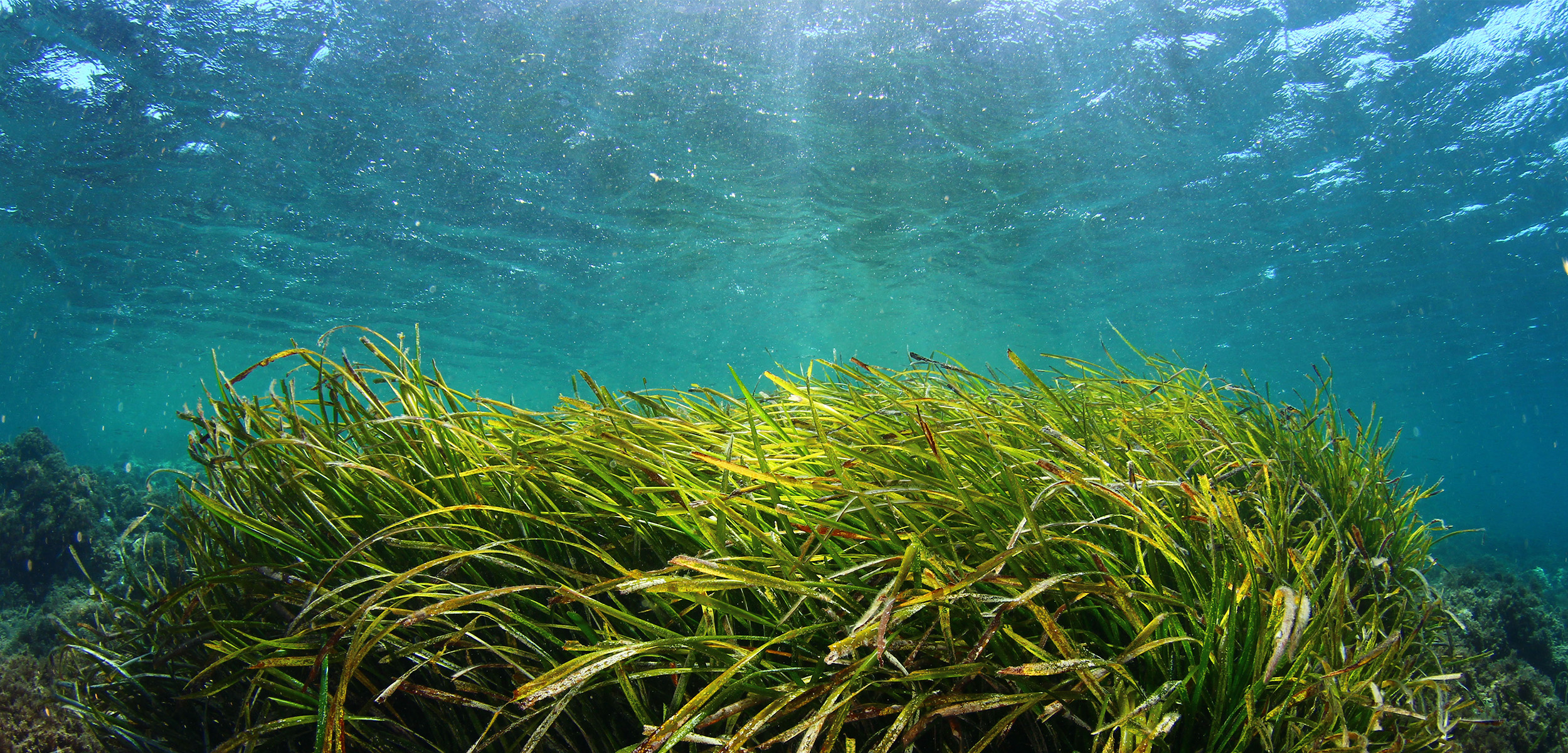 green blades of seagrass sit at the front of the photo with a bright blue open ocean in behind