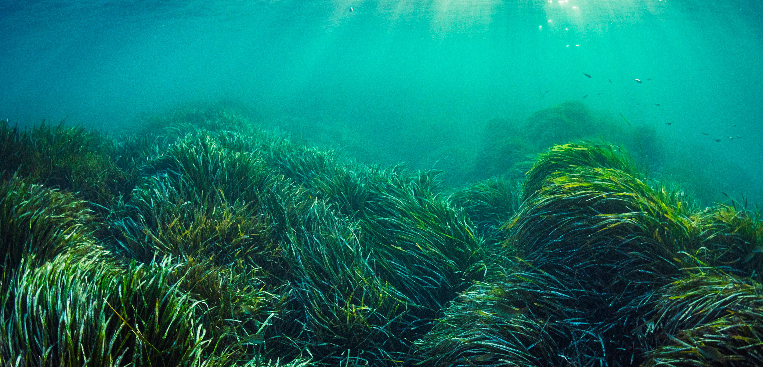 Neptune seagrass (Posidonia oceanica) bed