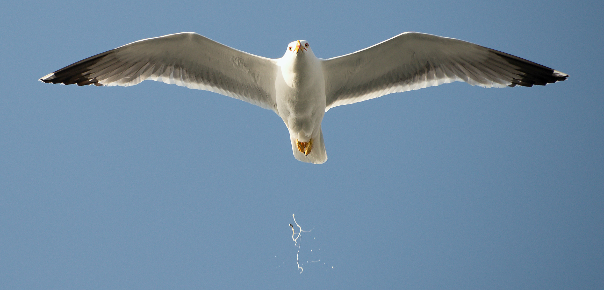 a pooping seagull