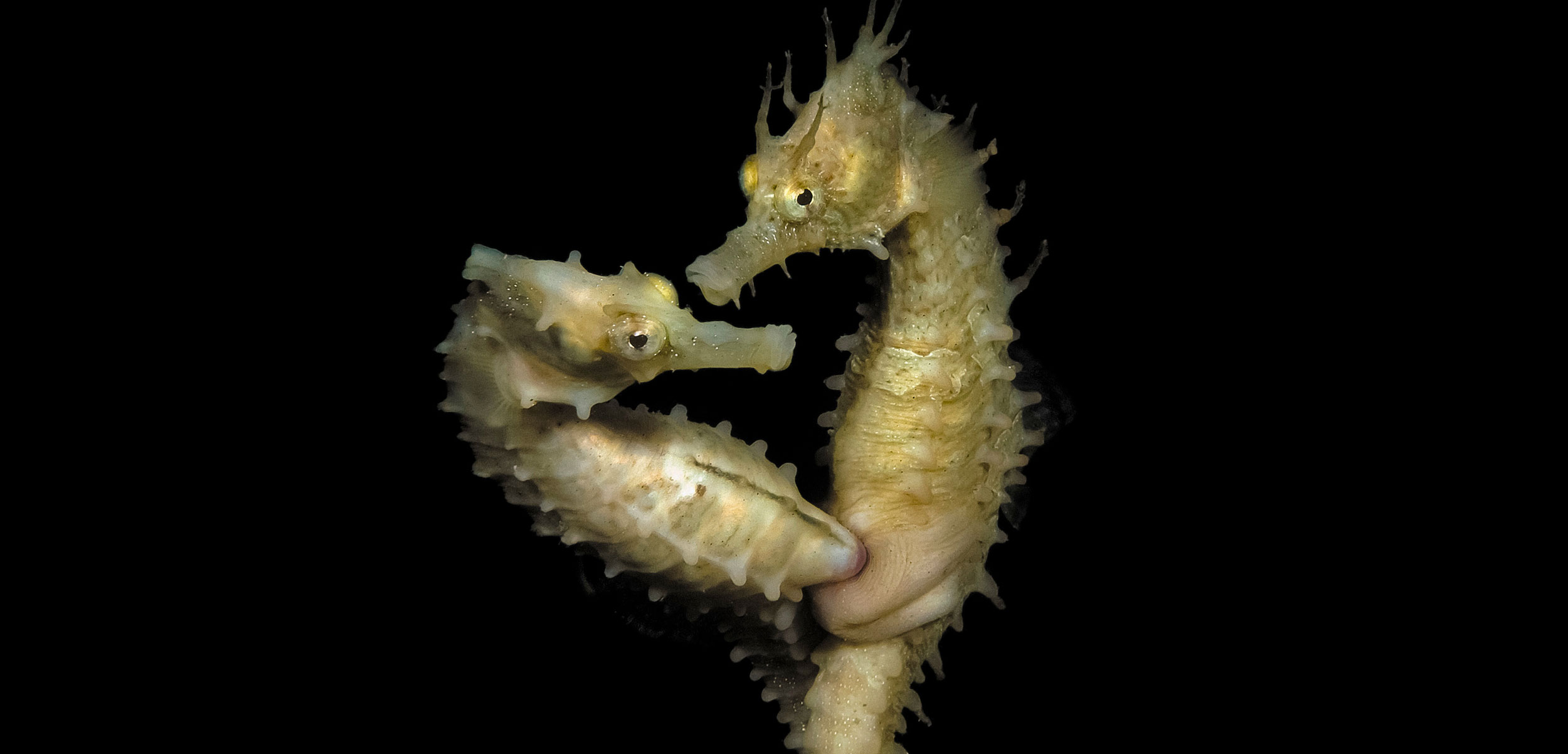pair of lined seahorses mating