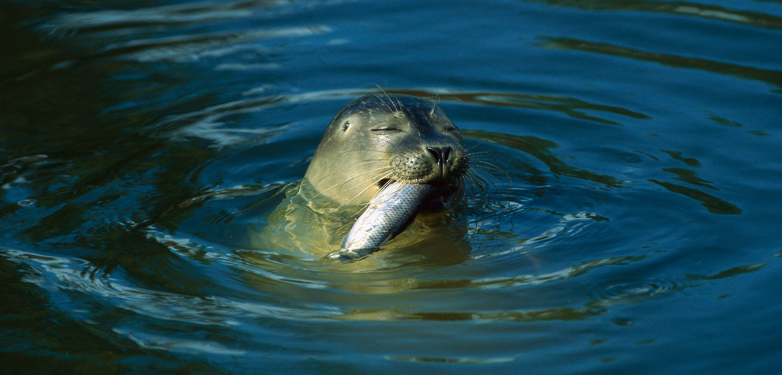Harbor Seal (Phoca vitulina) at ocean's surface with a fish in its mouth
