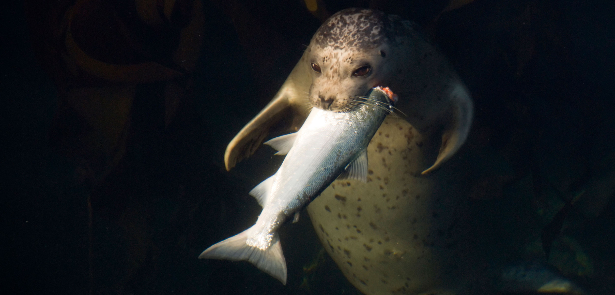 harbor seal with a salmon in its mouth