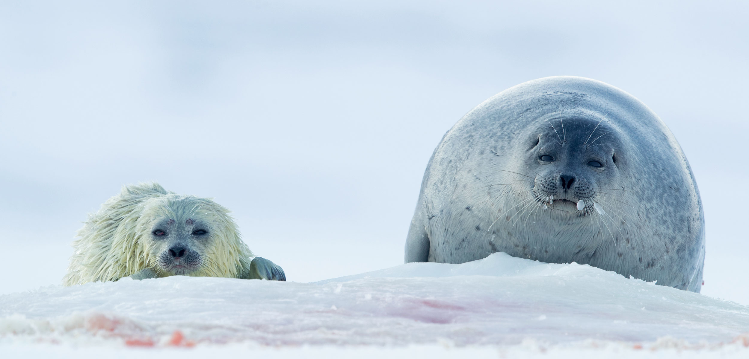 ringed seal and pup