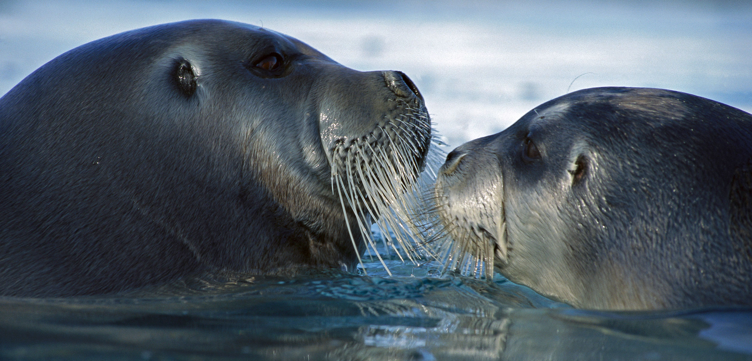 bearded seal and pup