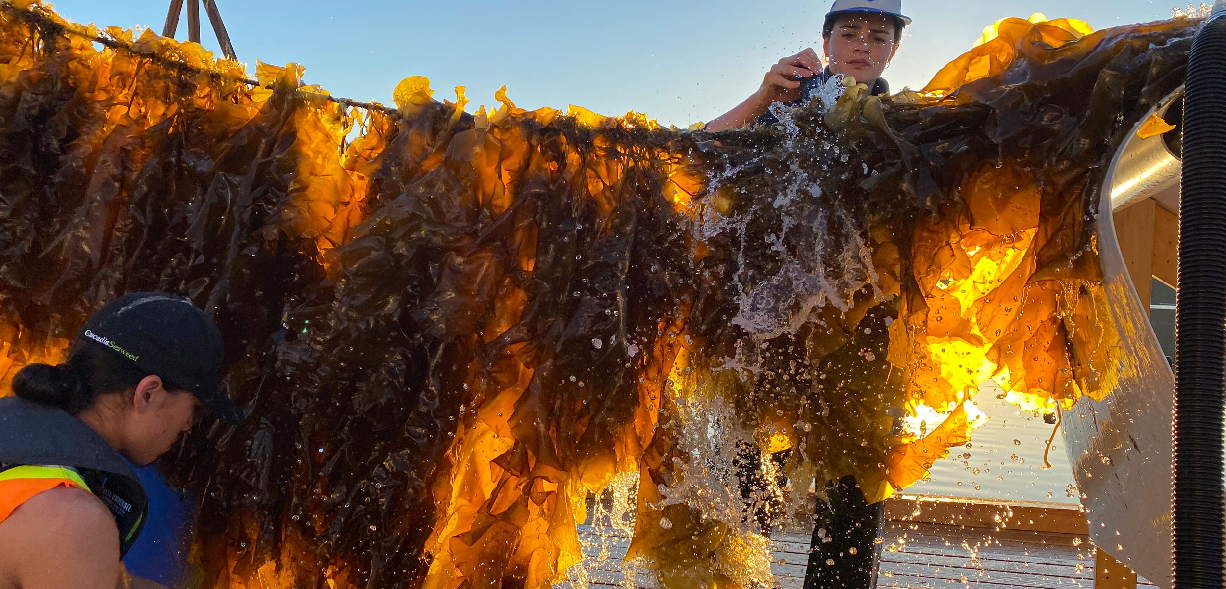 seaweed farmers harvest sugar kelp