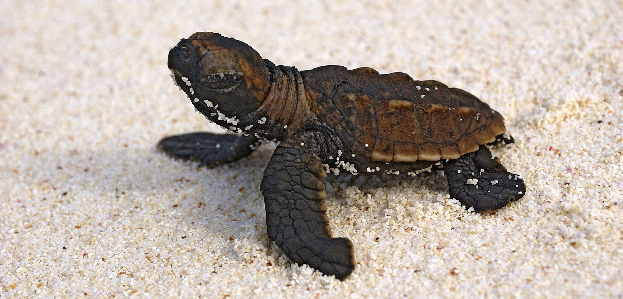 A small olive green baby sea turtle sits on a white sand beach