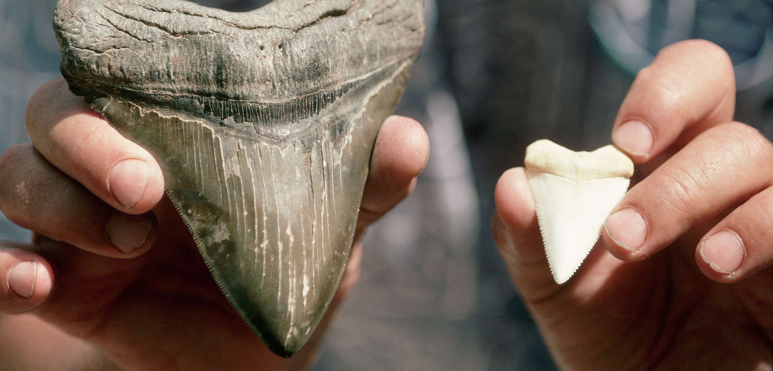 Megalodon teeth have been washing up on the shores of North Carolina. Here a megalodon tooth is held next to one from a great white shark. Photo by Jeffrey L. Rotman/Corbis