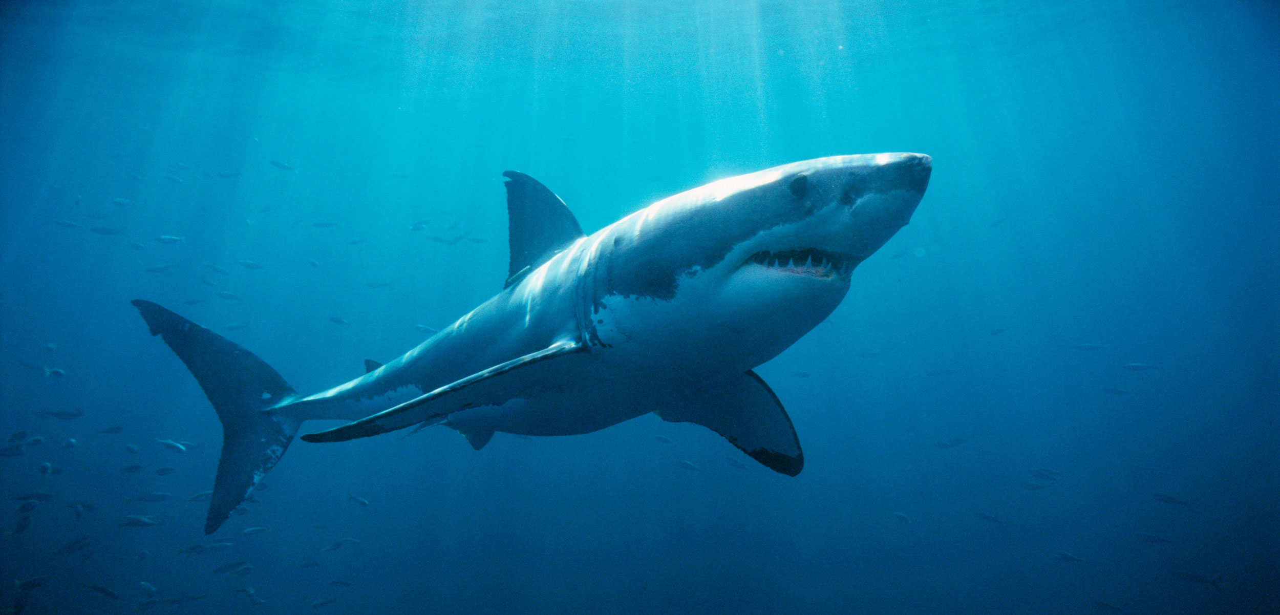 underwater photo of great white shark