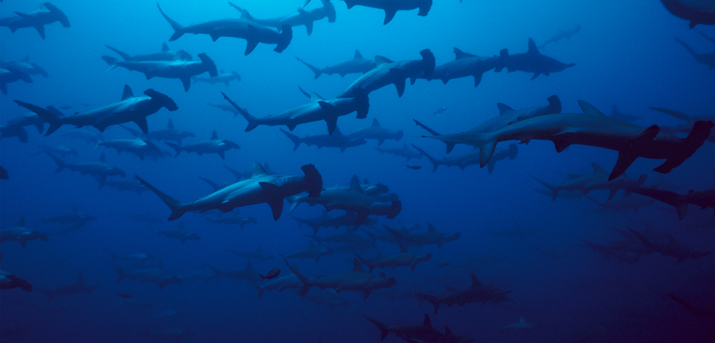 A shot from below of many hammerhead sharks swimming near the surface of a calm blue ocean