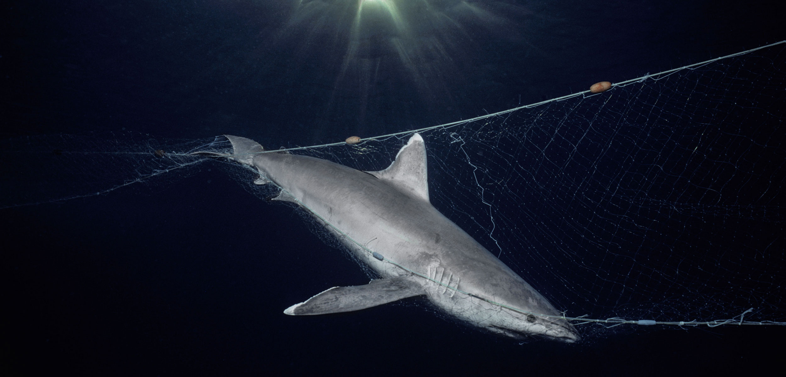 Dead Whitetip Reef Shark (Trianodon obesus) hanging in commercial fishing net