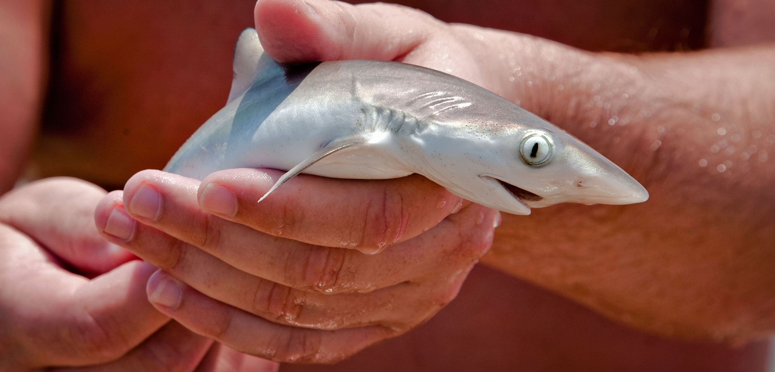 A baby shark is caught by a fisherman in the shallow surf of Florida's east coast