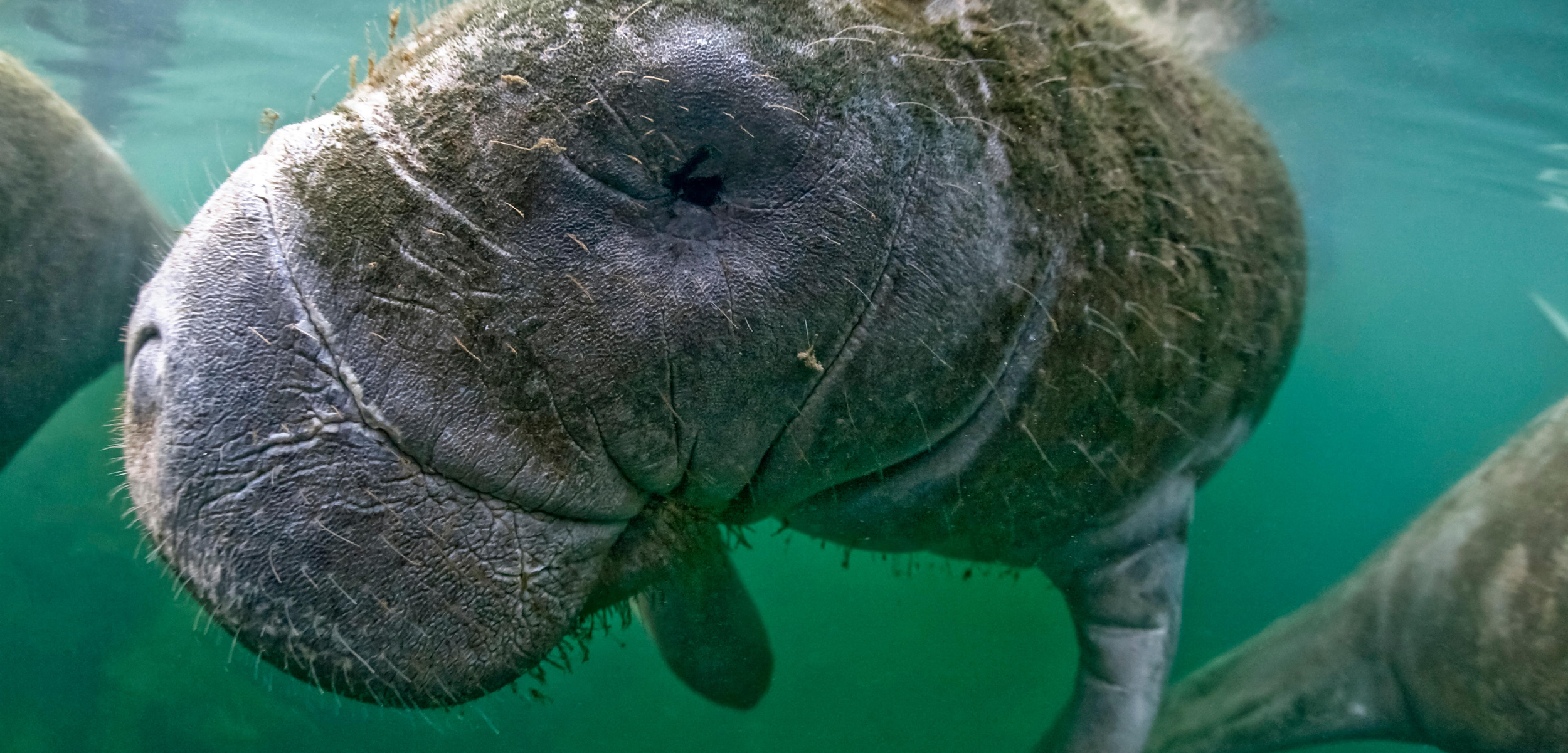 Manatees have super-sensitive whiskers, but as new research shows, that special sense of touch extends to their body hair as well. Photo by Westend61 GmbH/Alamy Stock Photo