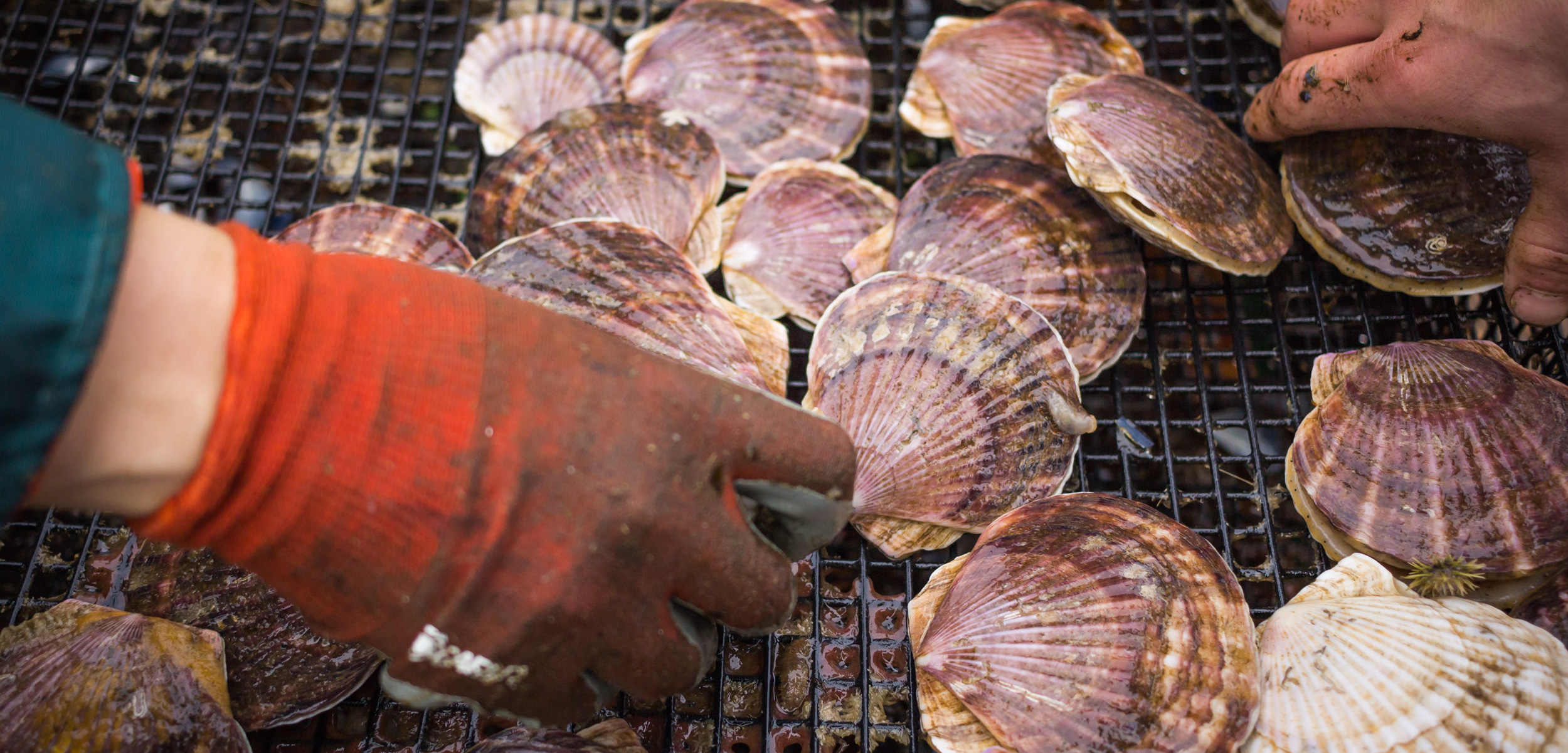 Scallops, like other shellfish, are facing a multitude of threats from climate change. Photo by Josh Silberg