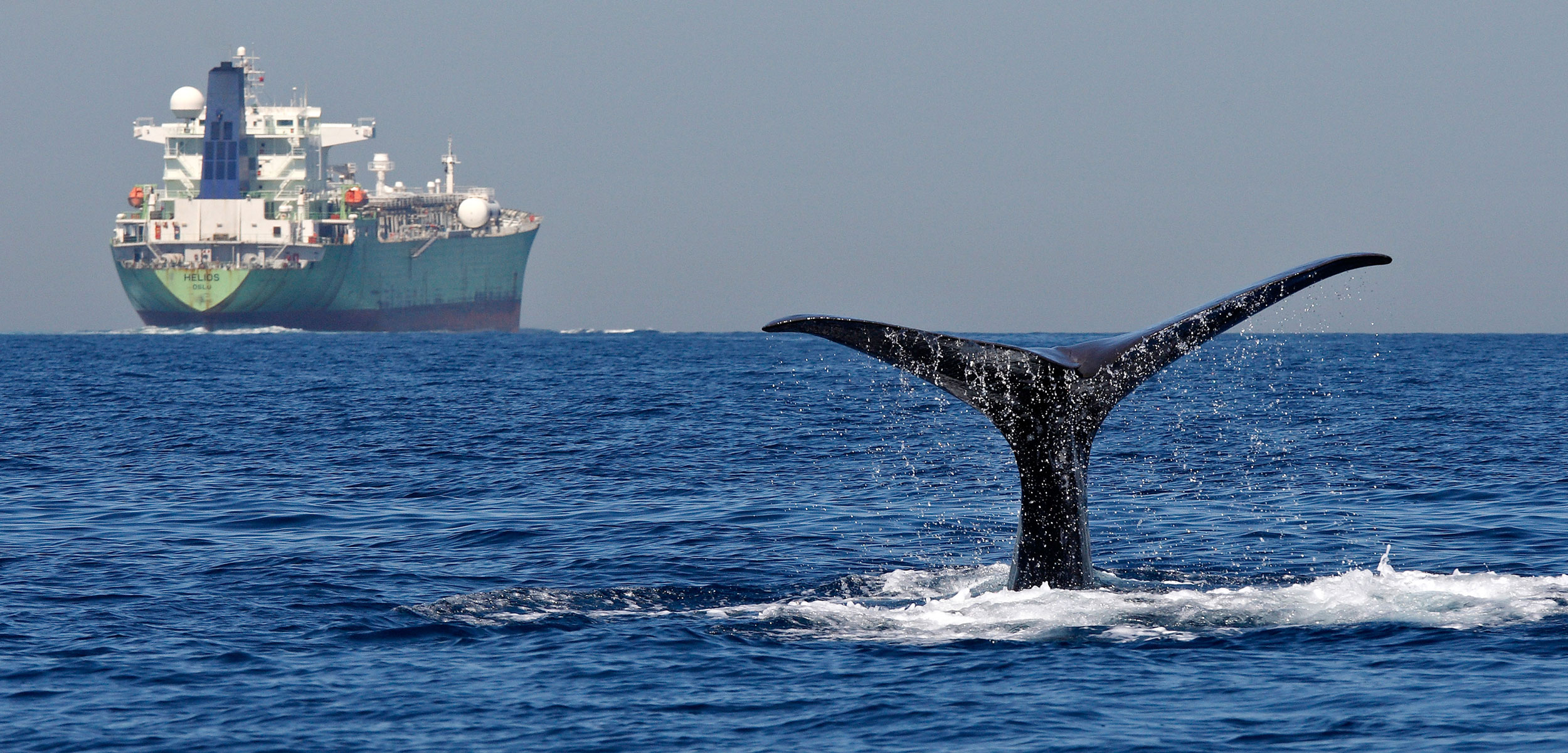 Sperm whale fluke and cargo ship