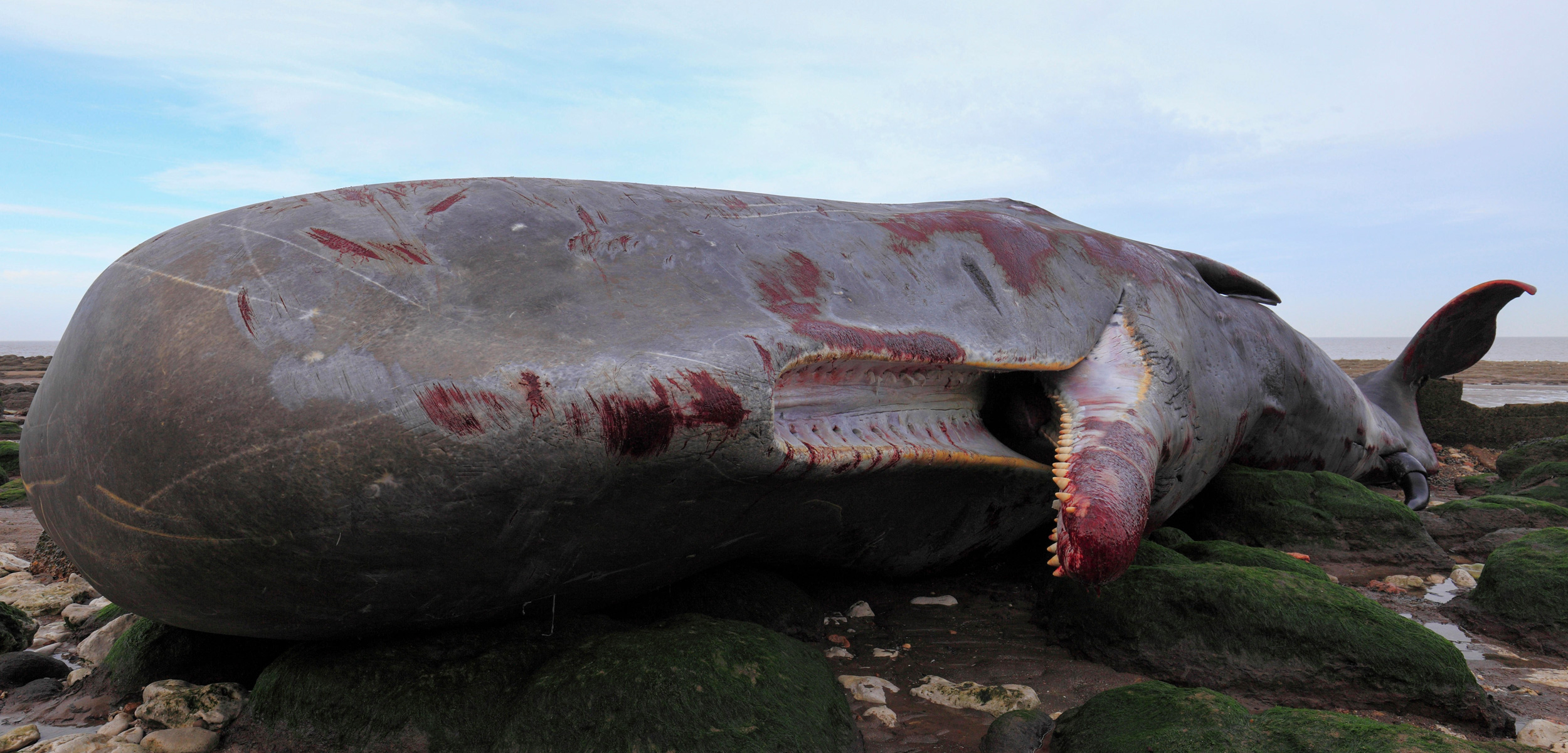 dead sperm whale on the shore