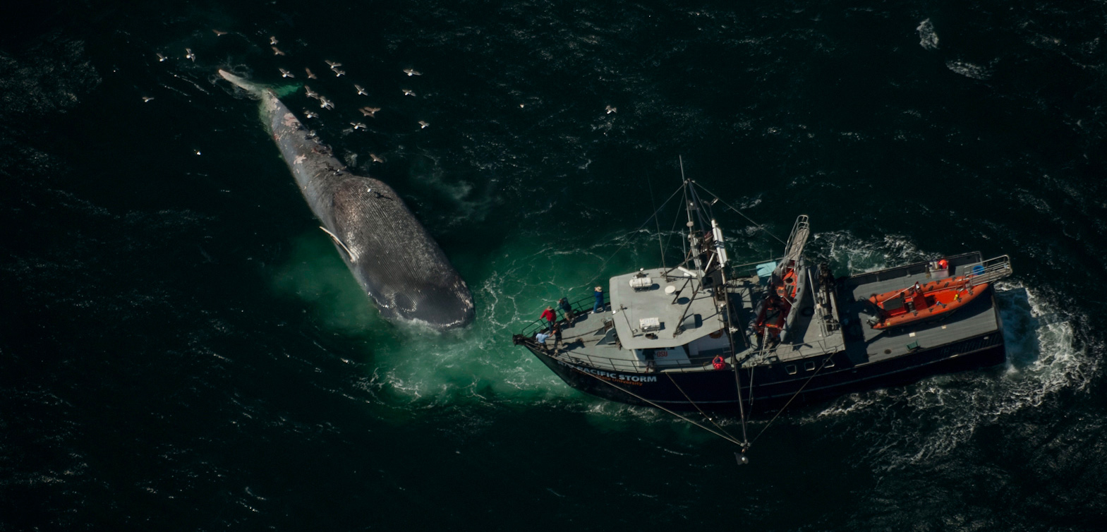 dead blue whale and research vessel from above