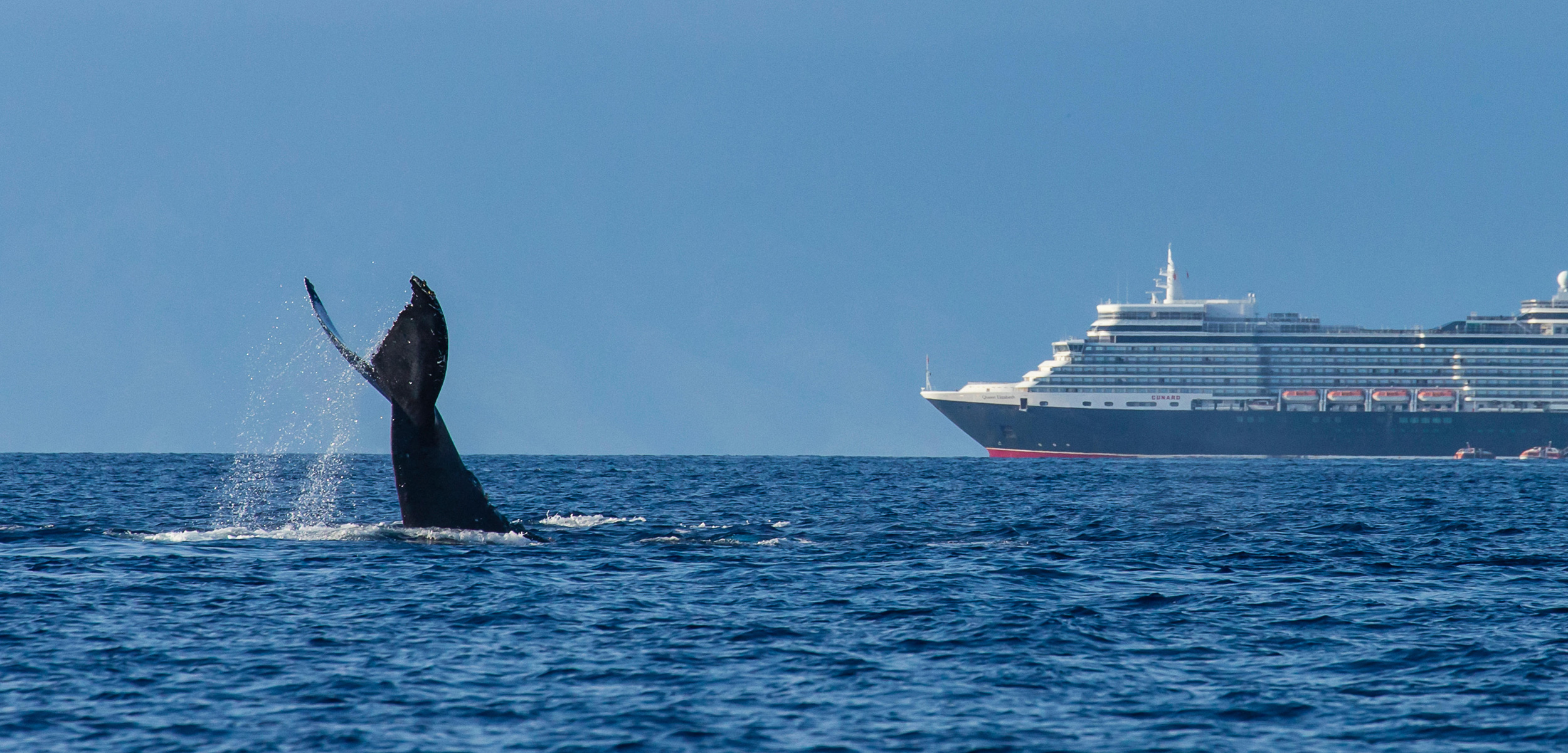 It’s not always clear why whales don’t—or can’t—avoid large ships, but studies and necropsies are helping scientists better understand why ship strikes happen and how they can be avoided. Photo by National Geographic Creative/Alamy Stock Photo