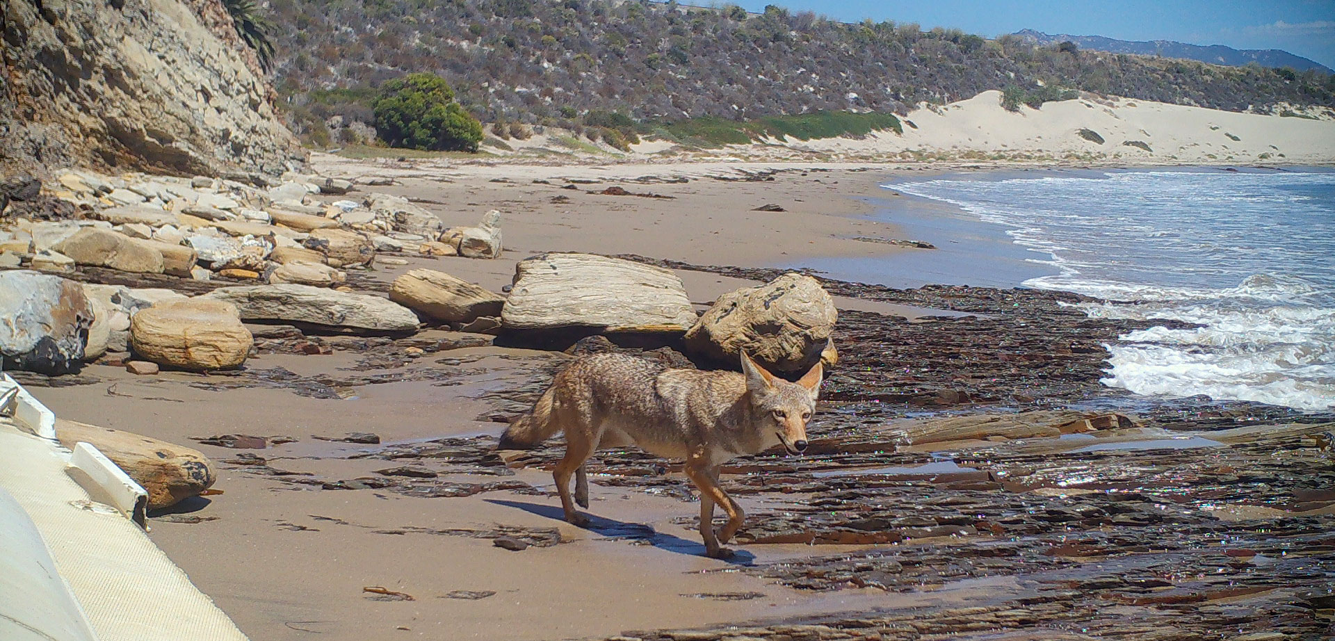 coyote on the beach