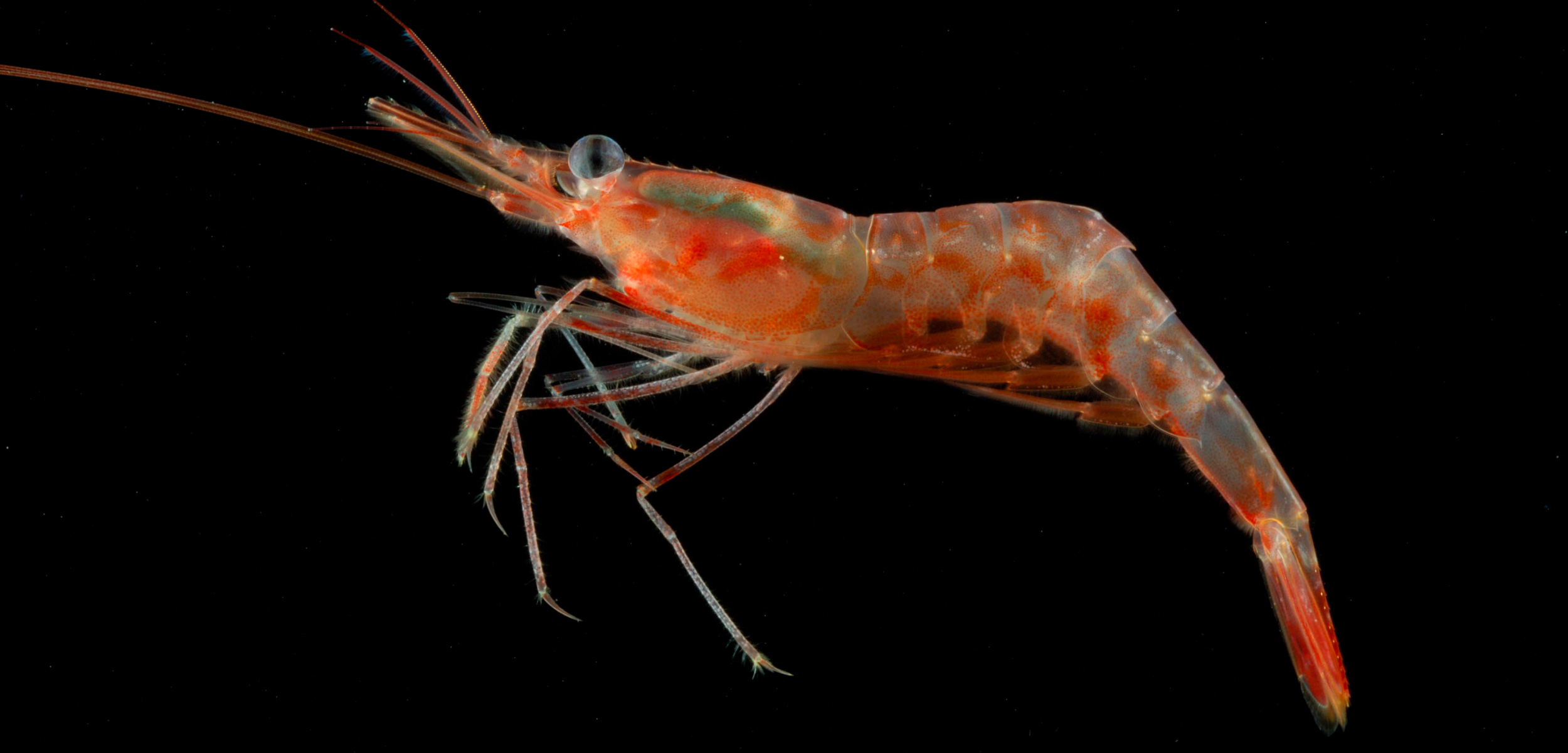 Northern shrimp (Pandalus borealis)