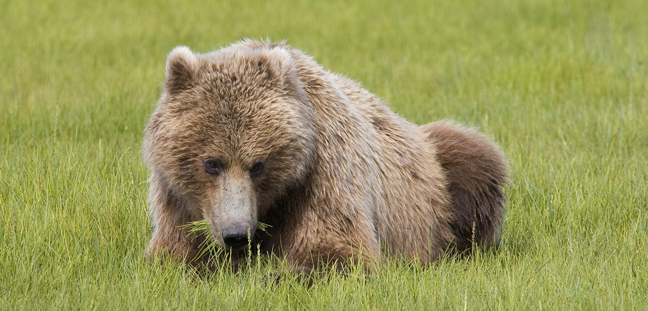 A large brown grizzly laying in the grass