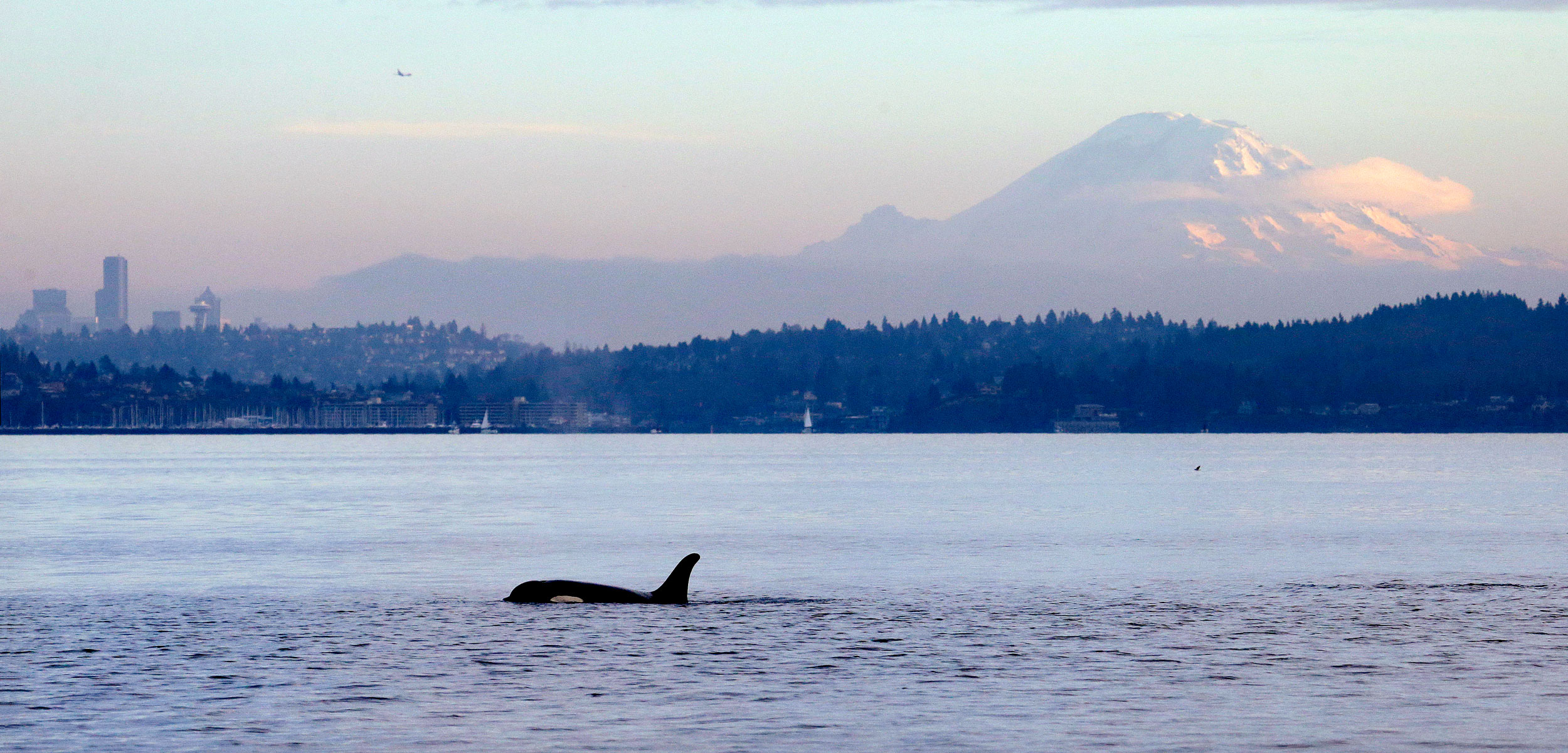 killer whale with Seattle in background