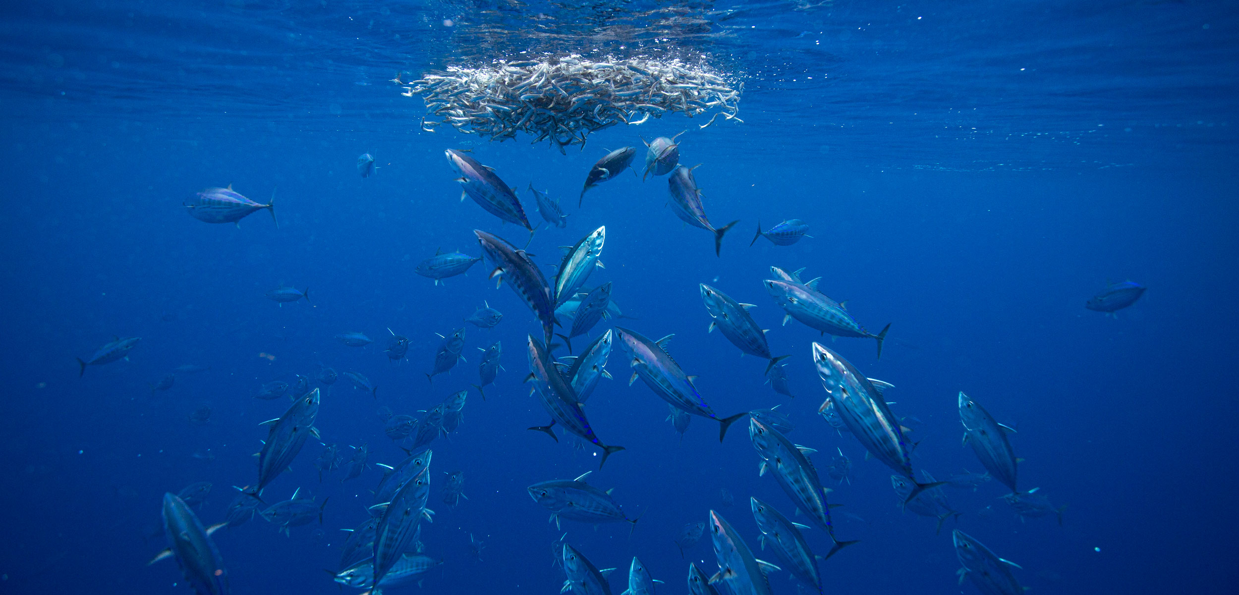 A school of skipjack tuna feed on northern anchovy