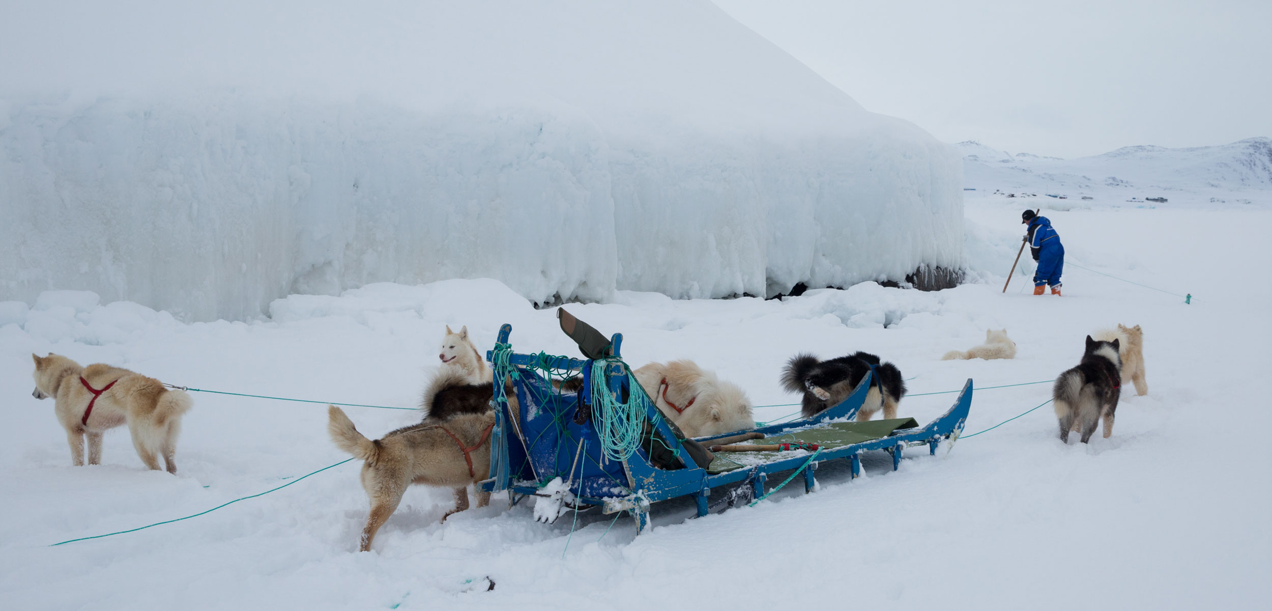 Sled dogs take a break from charging across the tundra in eastern Greenland while hunter Bendt Abelsen checks his net for seals. Photo by Ken Bower