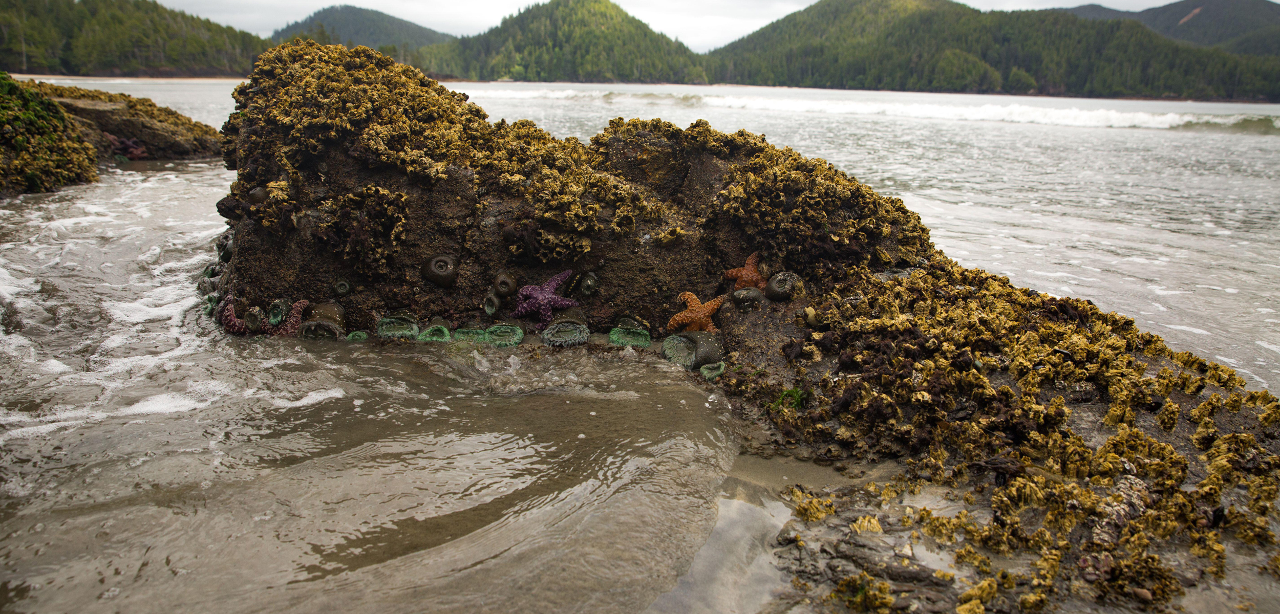 A large rock covered in seaweed ad marine invertebrates sits in the sand in front of a bay.