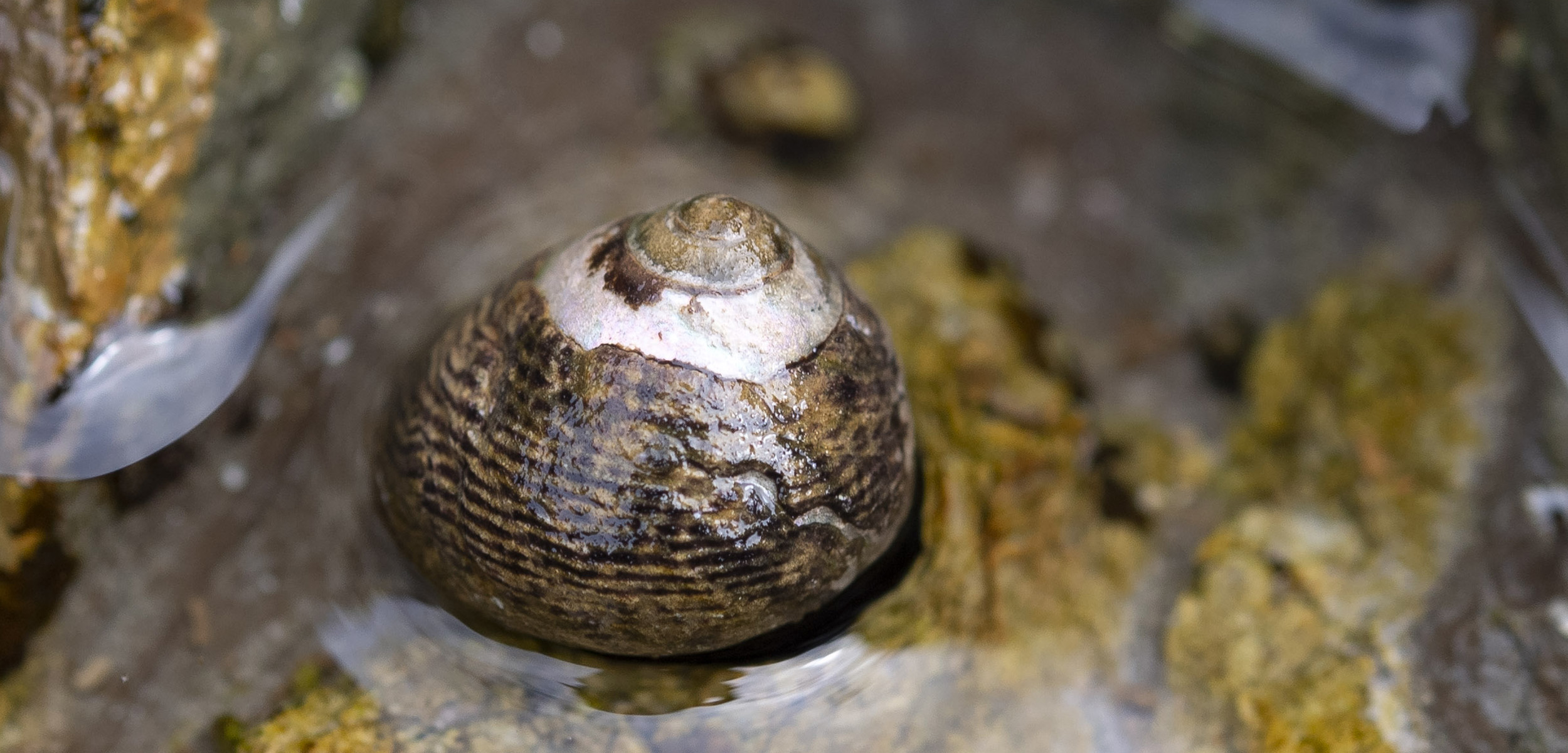 A close up shot of a black and brown snail shell sitting on a rock with green algae on it