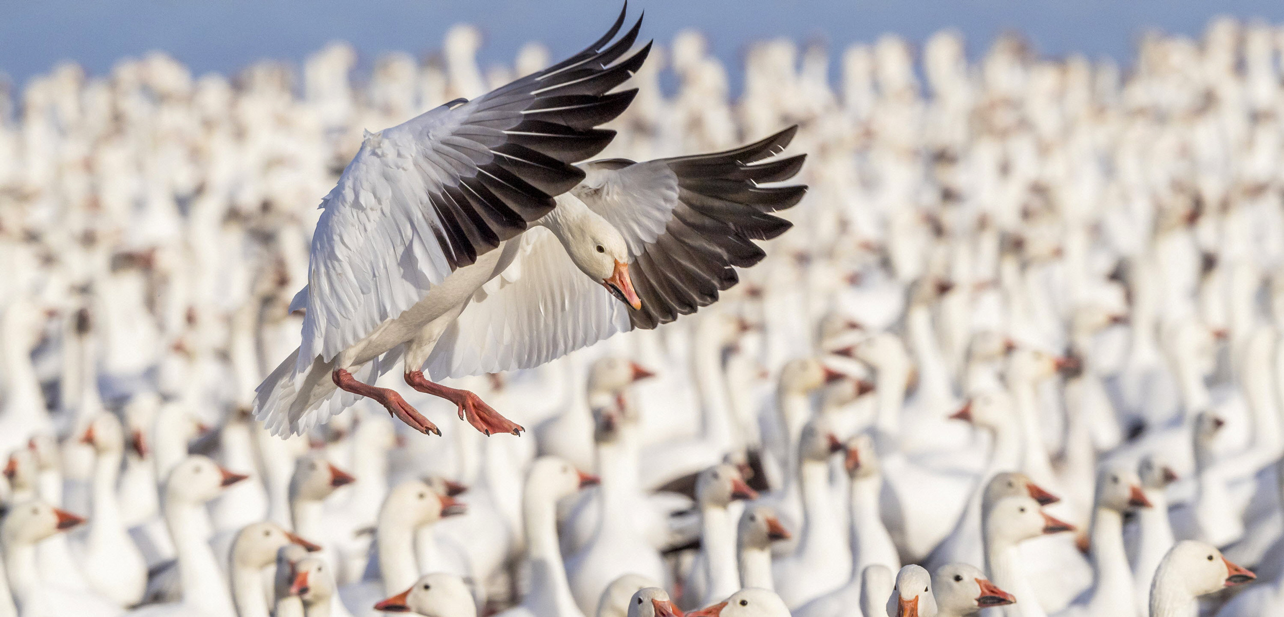 snow goose landing in a group of snow geese