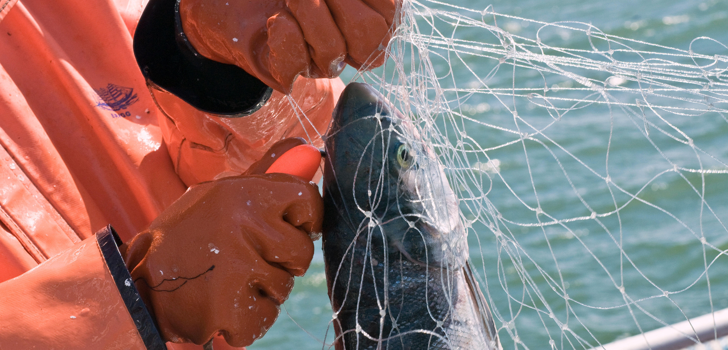 A fisher using a fish pick to remove a sockeye from a gillnet