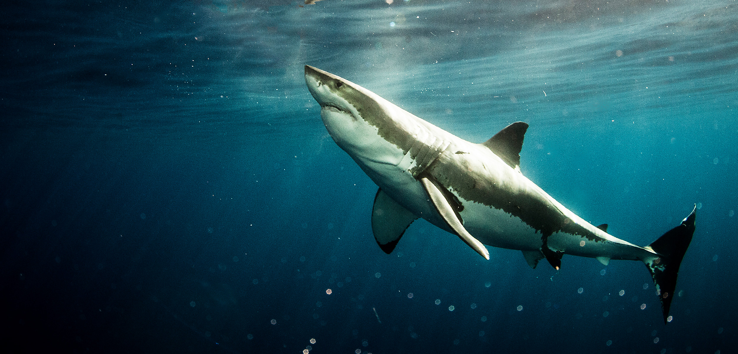 South Africa's Missing Sharks Have Been Found