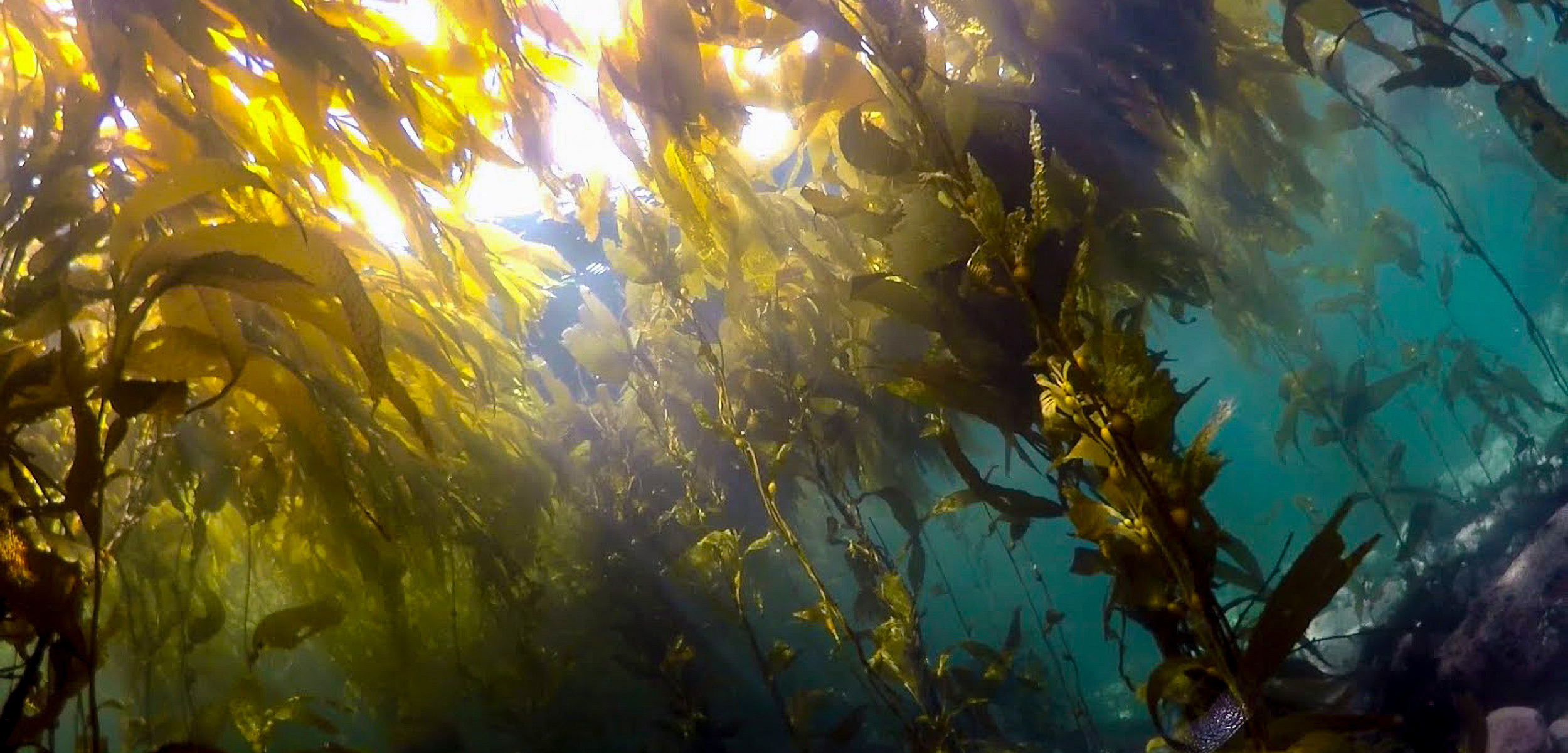 A shot of kelp from below with the sun illuminating it above the water.