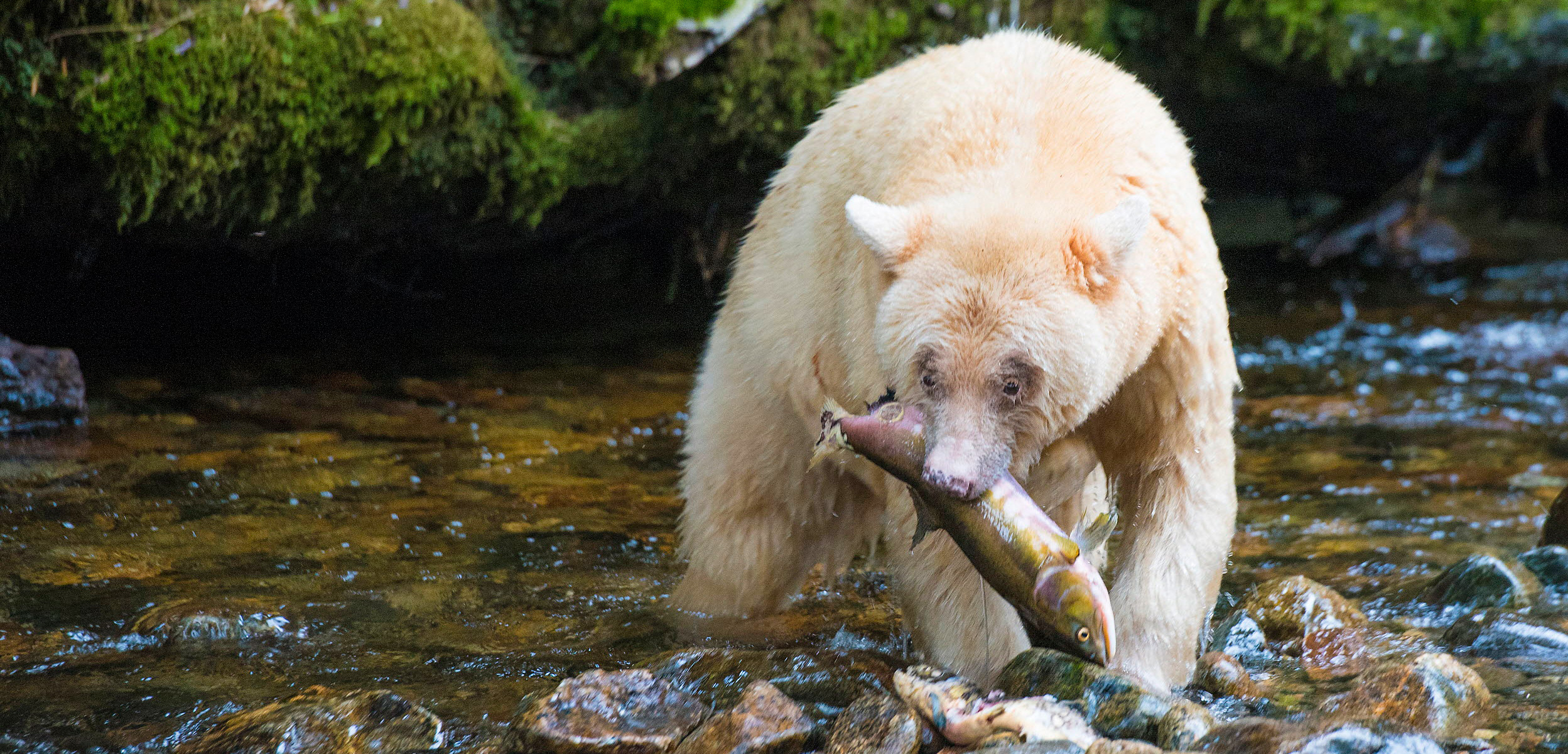 sprit bear with salmon