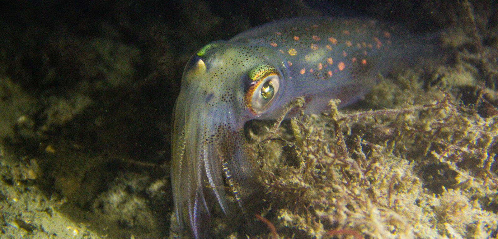 longfin inshore squid